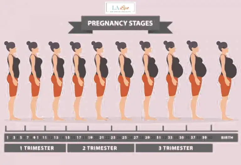 First Trimester (Weeks 1–12): Early Changes You Might Not Notice Belsize Park